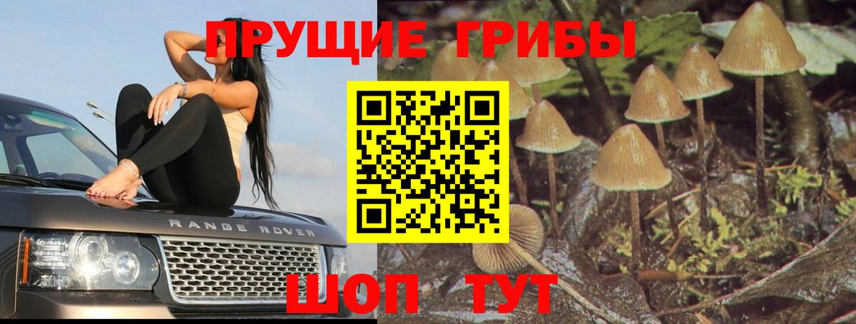 Галлюциногенные грибы Cubensis Шатура